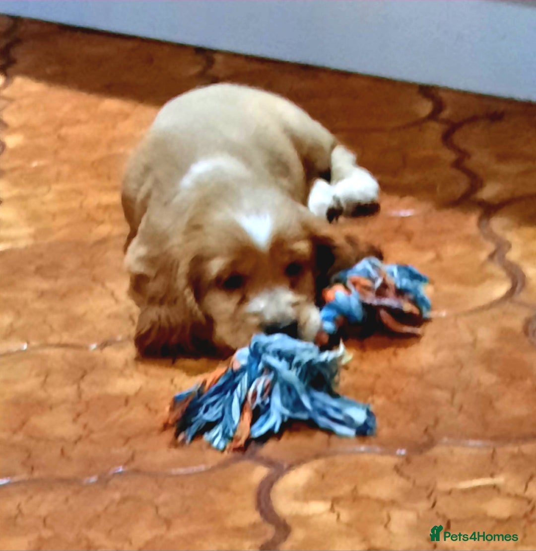 Cocker Spaniel dogs for sale: Golden cocker spaniel  - Image 4