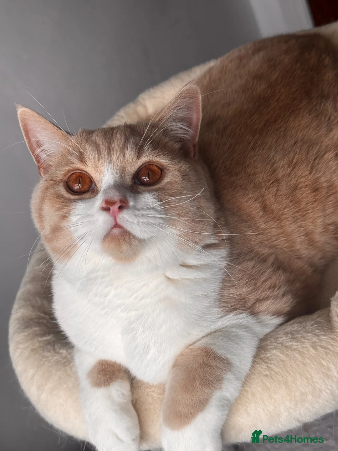 British Shorthair cats for sale: Gorgeous British shorthair Champion line🏆💙 - Advert 2
