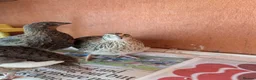 Quail poultry for sale: 6 Quail to go together please - Advert 2
