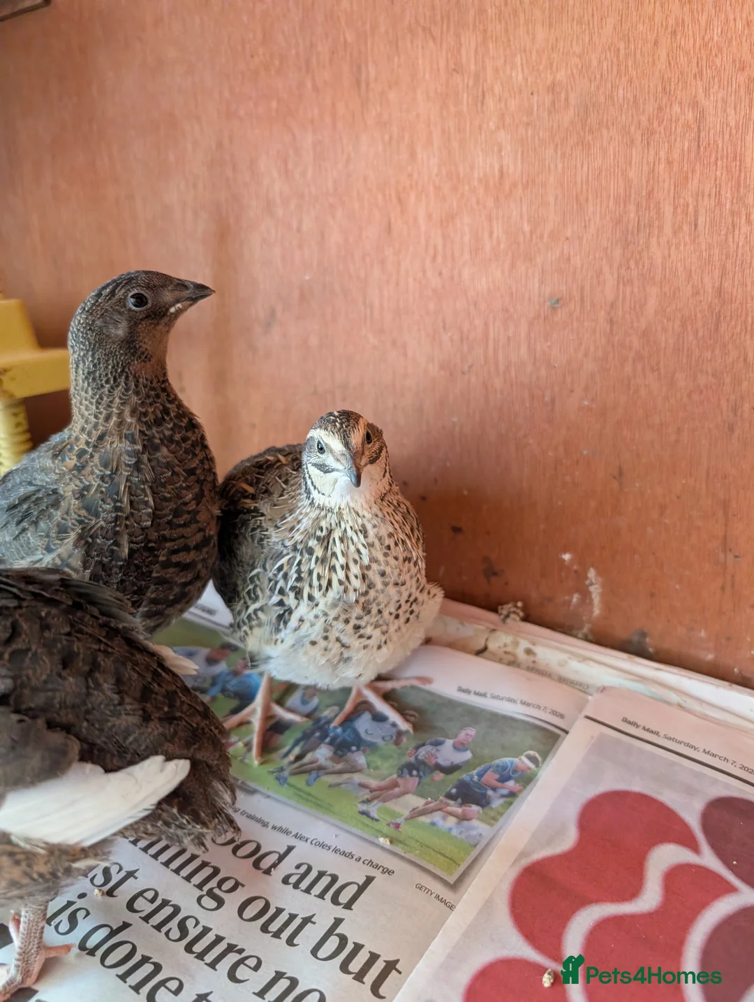 Quail poultry for sale: 6 Quail to go together please - Advert 2