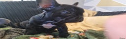 French Bulldog dogs for sale: French Bulldog Puppy - Advert 7