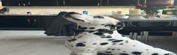 Dalmatian dogs for sale: Jasper & Maisie both must go together  - Advert 4