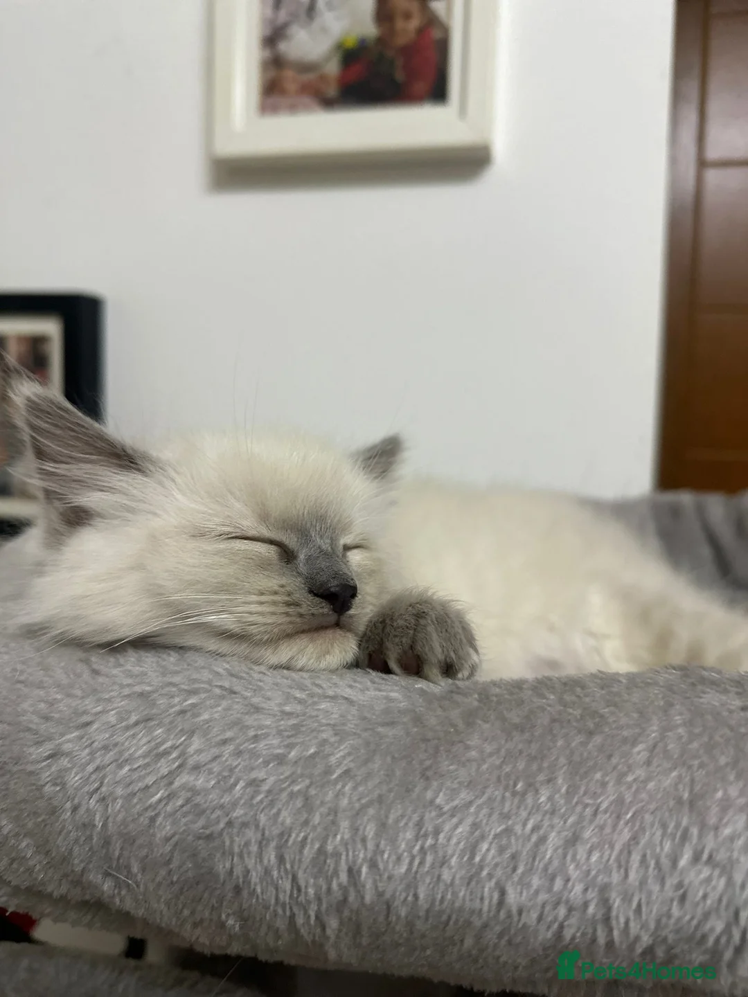 Ragdoll cats for sale: Ragdoll male - Advert 2