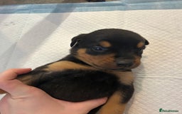 Rottweiler dogs for sale: 2x boys and 6x girls Rottweiler pups  - Image 14