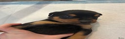 Rottweiler dogs for sale: Rottweiler puppies ready to leave now !!!! - Advert 21