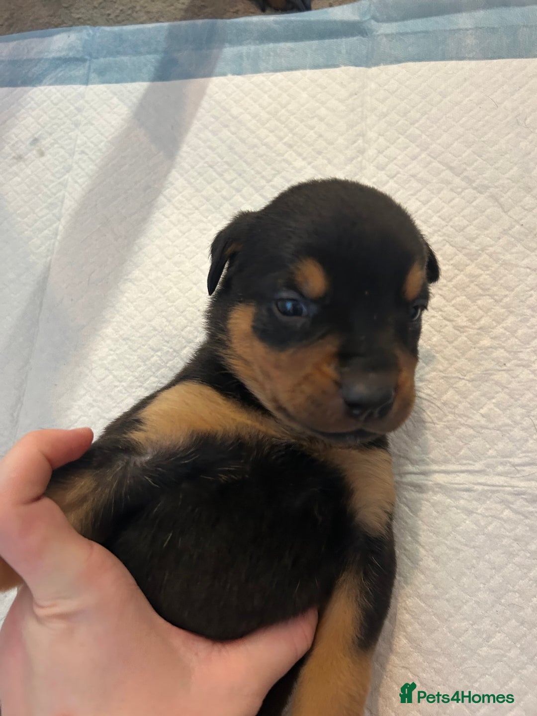 Rottweiler dogs for sale: 2x boys and 6x girls Rottweiler pups  - Image 14