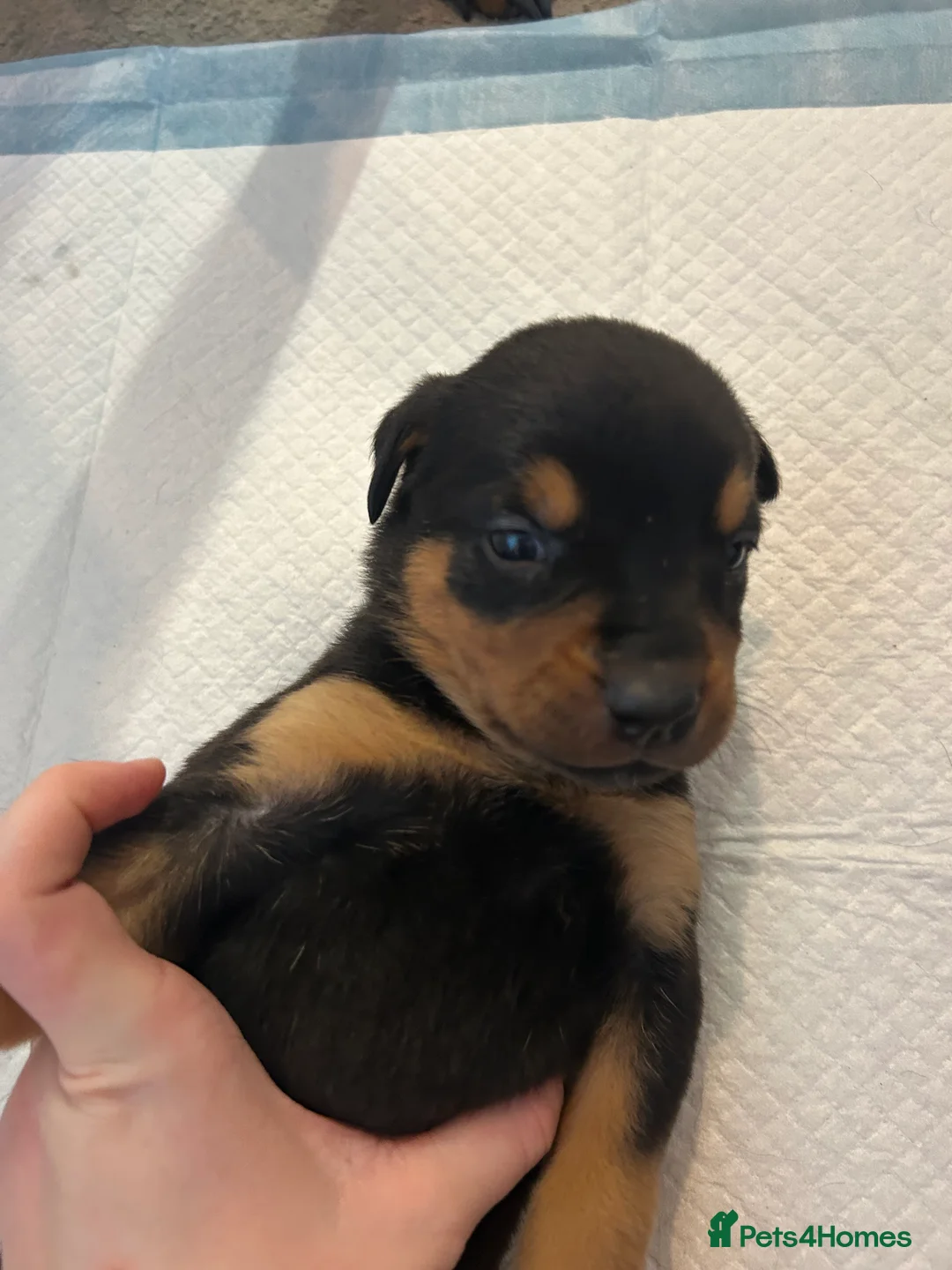 Rottweiler dogs for sale: Rottweiler puppies, only 2 girls left! Ready now  - Advert 20