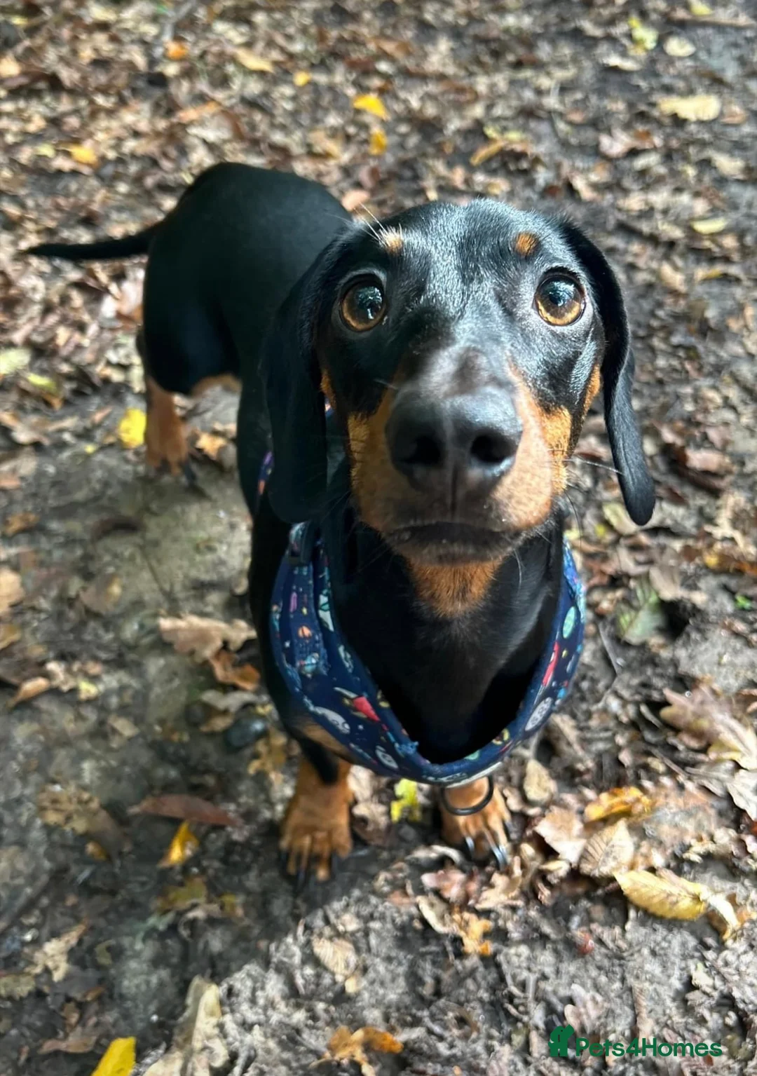 Dachshund dogs for sale: Dachshund  - Advert 1