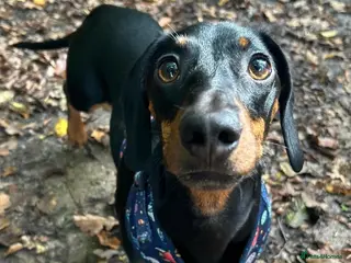 Dachshund dogs Dachshund - Advert 2