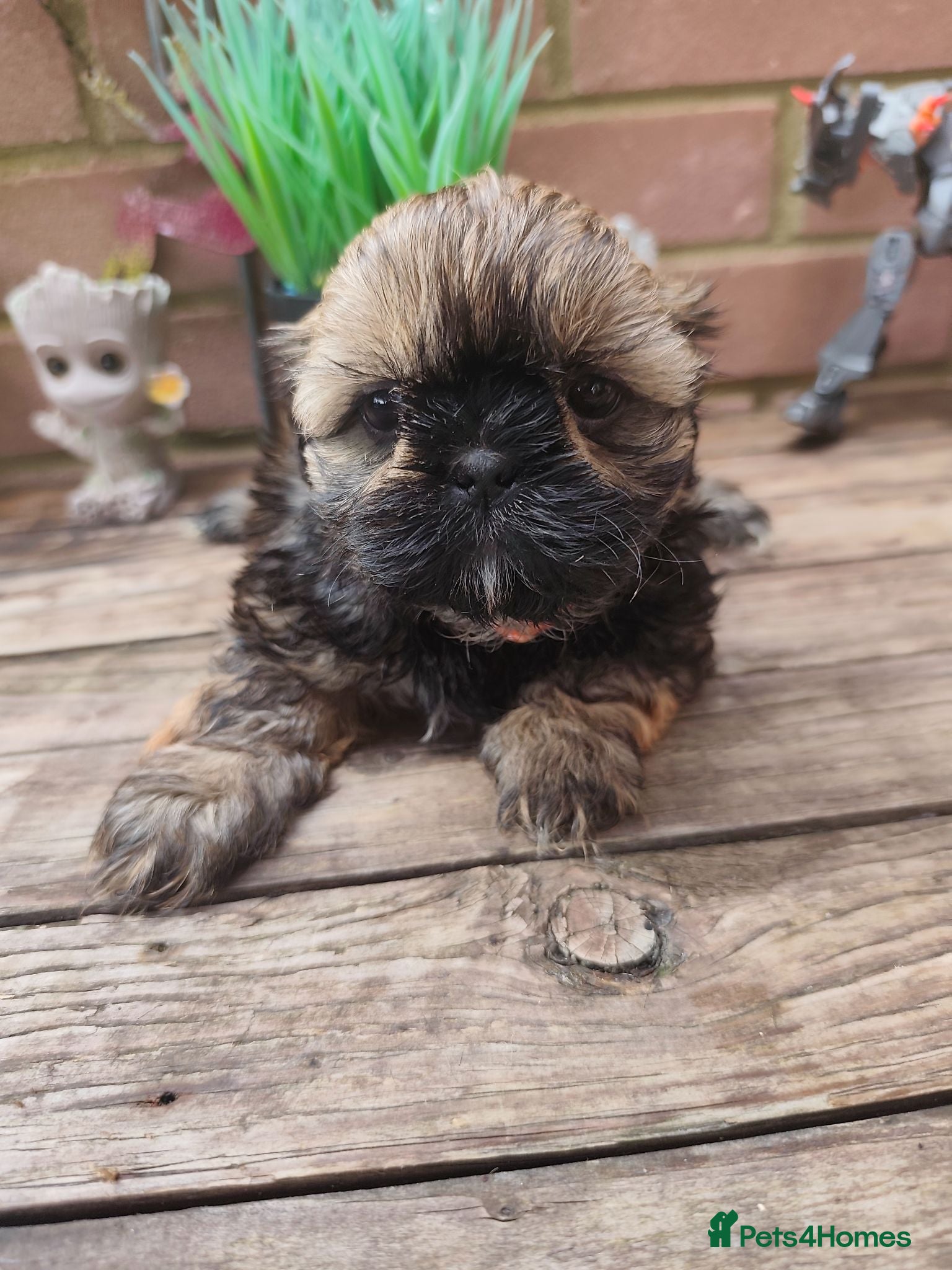 Shih Tzu dogs Shih tzu puppies  - Advert 1