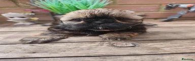 Shih Tzu 3