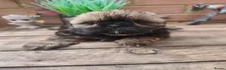 Shih Tzu dogs for sale: Shih tzu puppies  - Advert 1