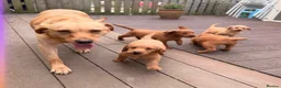 Labradoodle dogs for sale: F1 miniature Labradoodles  - Advert 4