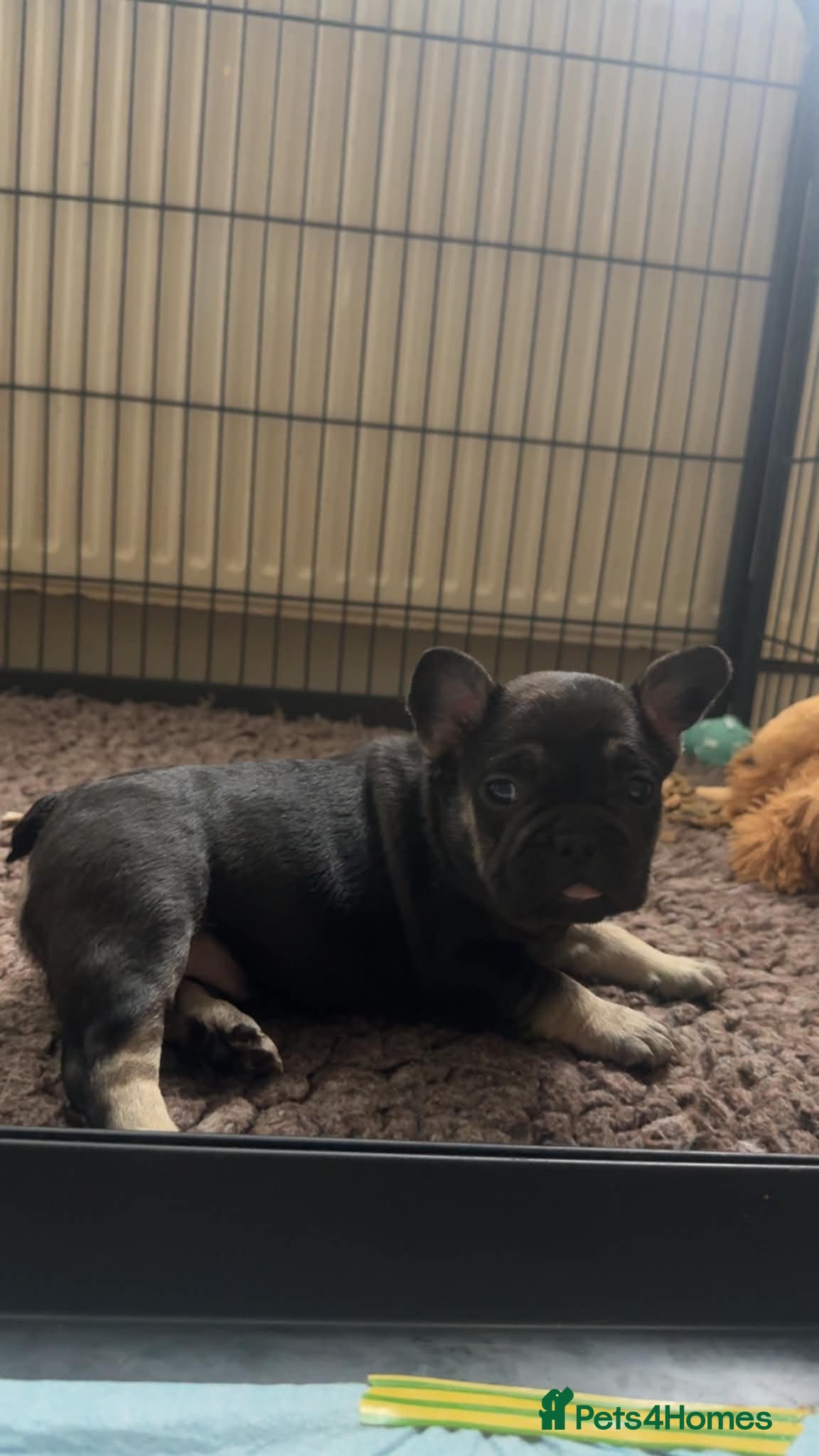 French Bulldog dogs Stunning French bulldogs  - Advert 14