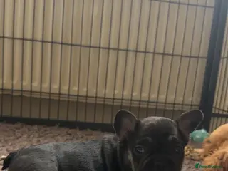 French Bulldog dogs Stunning French bulldogs - Advert 14