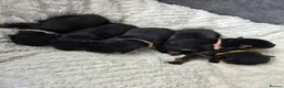 Rottweiler dogs for sale: Gorgeous Rottweiler Puppies  - Advert 3