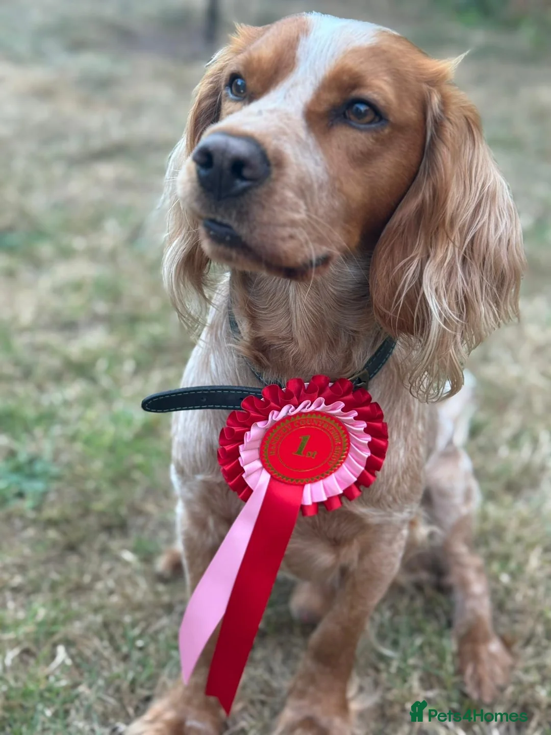 Cocker Spaniel dogs for stud: Working cocker spaniel for stud  in Worcester - Advert 6