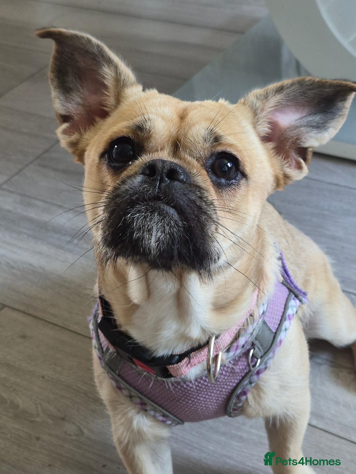 Mixed Breed dogs for sale: One year old - Advert 10