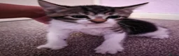 Mixed Breed cats for sale: Adorable Kittens Looking for Their Forever Homes  - Advert 14