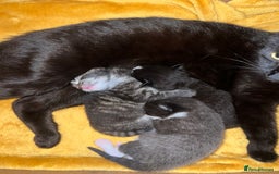 Mixed Breed cats for sale: Gorgeous kittens  - Image 7