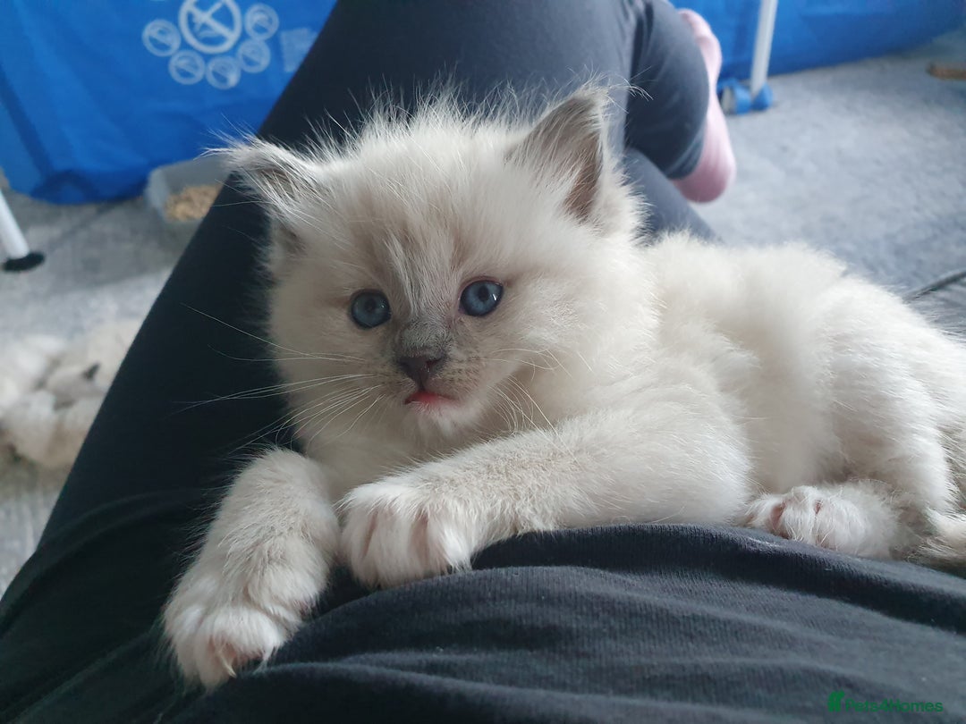 Ragdoll cats for stud: Handsome blue lynx Ragdoll for stud in Bathgate - Image 15