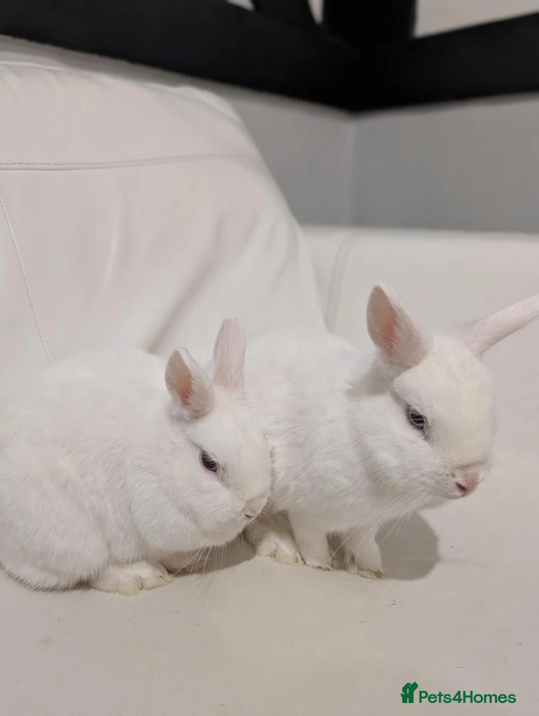 Netherland Dwarf rabbits for sale: Two Female Dwarf Rabbits - Advert 2
