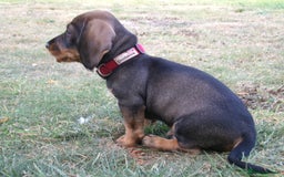 Dachshund dogs for sale: KC Wirehaired Dachshund / Teckel puppies  - Image 6