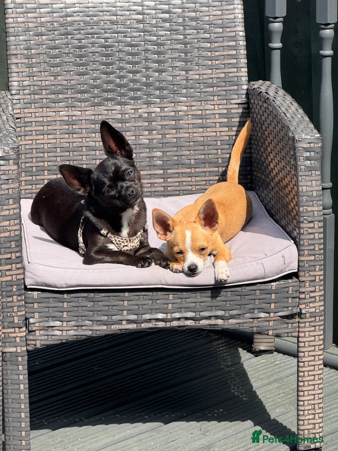 Chihuahua dogs for sale: Chihuahua puppies  in Swindon - Advert 1