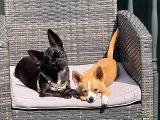 Chihuahua dogs Chihuahua puppies - Advert 15