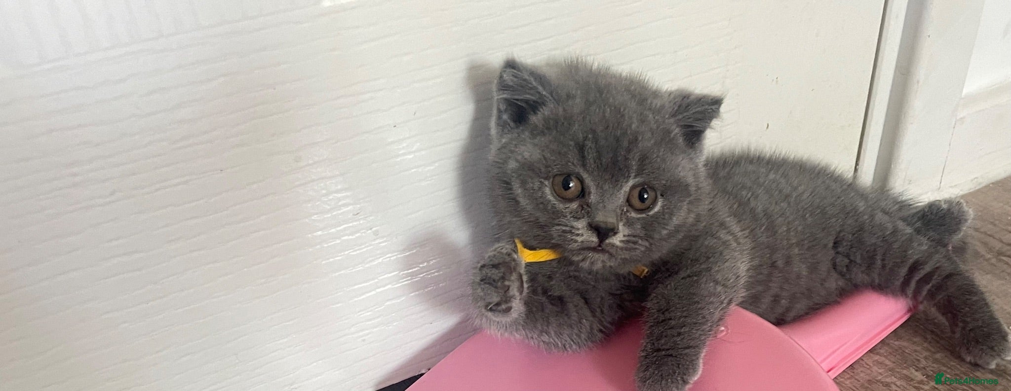 British Shorthair cats Active Gccf registered Bsh 💕reduced price  - Advert 3