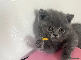 British Shorthair cats Active Gccf registered Bsh 💕reduced price - Advert 3