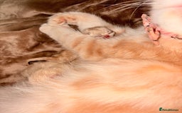 Persian cats for sale: Persian Kittens  - Image 5