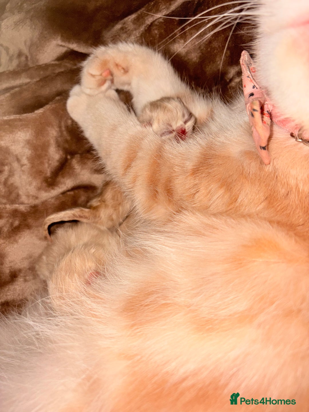 Persian cats for sale: Persian Kittens  - Image 5