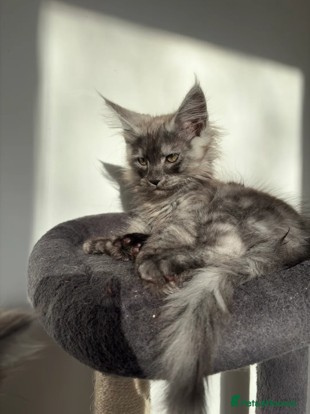 Maine Coon cats for sale: Maine Coon Kittens  - Advert 9