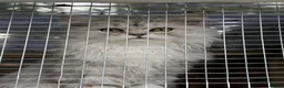 Persian cats for sale: Persian kittens  - Advert 12
