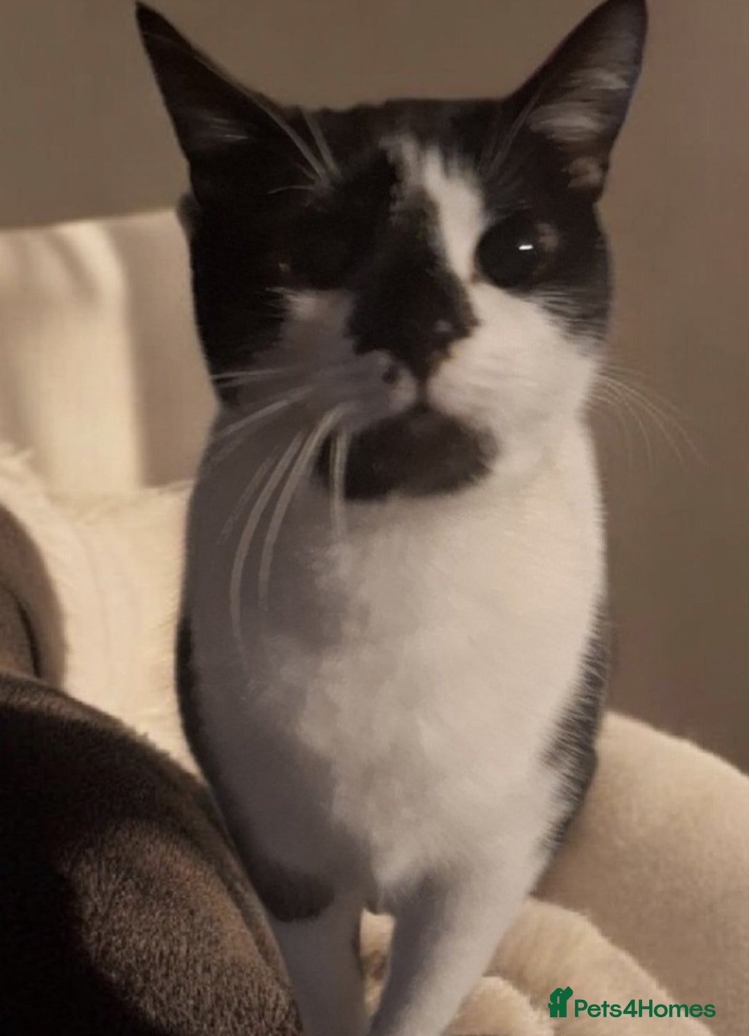 Domestic Shorthair cats for adoption: 💕 A Loving Young Cat Looking for Her Forever Home - Advert 2