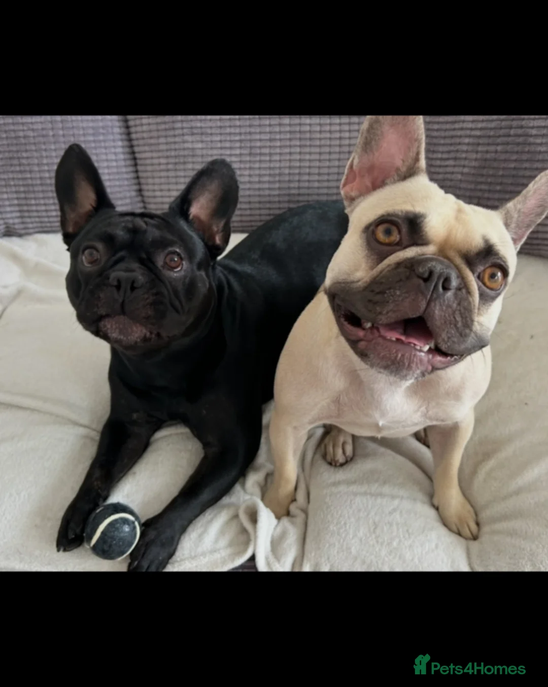 French Bulldog dogs for sale: 2 beautiful frenchys  - Advert 2