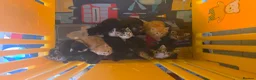 Mixed Breed cats for sale: Little kittens  - Advert 4