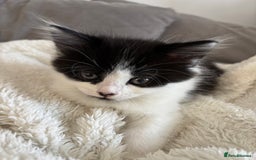 British Shorthair cats for sale: Two litters. 3 tabbies 4 fluffy black and white - Image 5