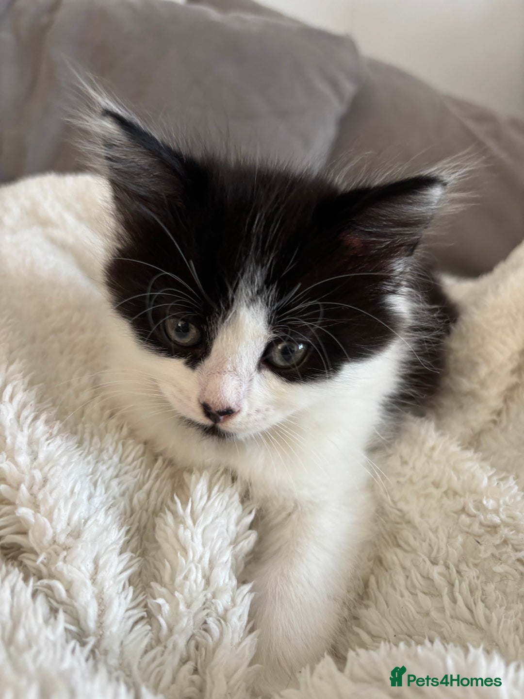 British Shorthair cats for sale: Two litters. 3 tabbies 4 fluffy black and white - Image 5