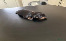 Chiweenie dogs for sale: 3 Beautiful chiwennie Girls - Advert 7