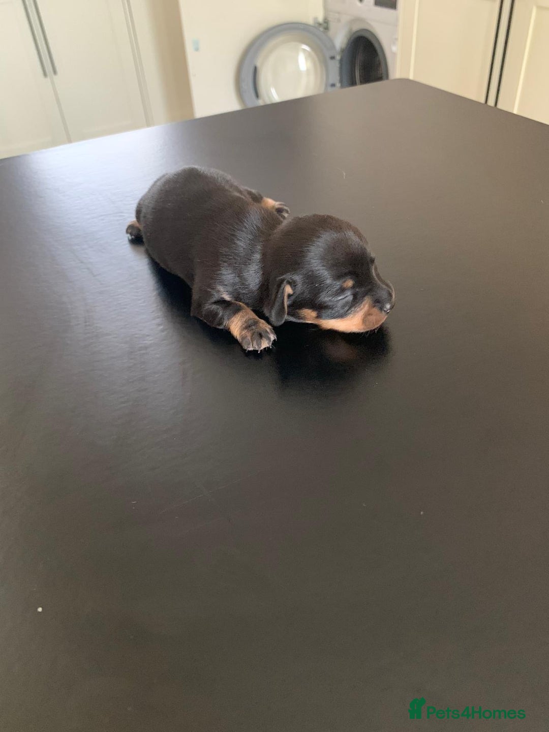 Chiweenie dogs for sale: 3 Beautiful chiwennie Girls - Advert 7