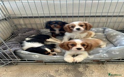Cavalier King Charles Spaniel dogs for sale: Gorgeous King Charles cavalier puppies  - Image 5