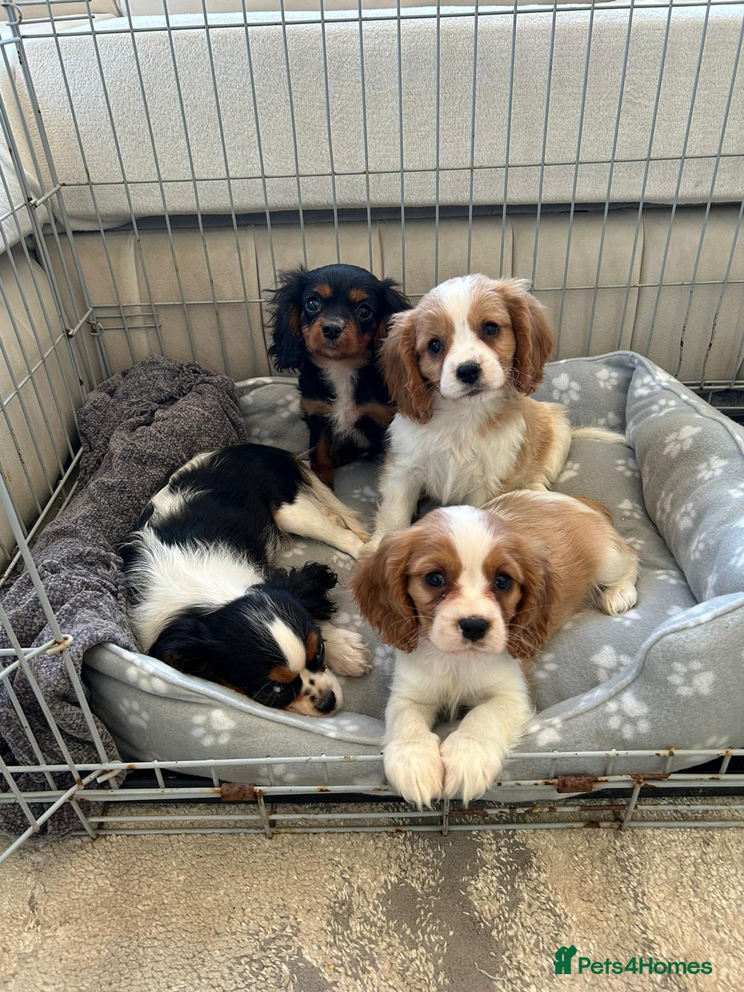 Cavalier King Charles Spaniel dogs for sale: Gorgeous King Charles cavalier puppies  - Image 5