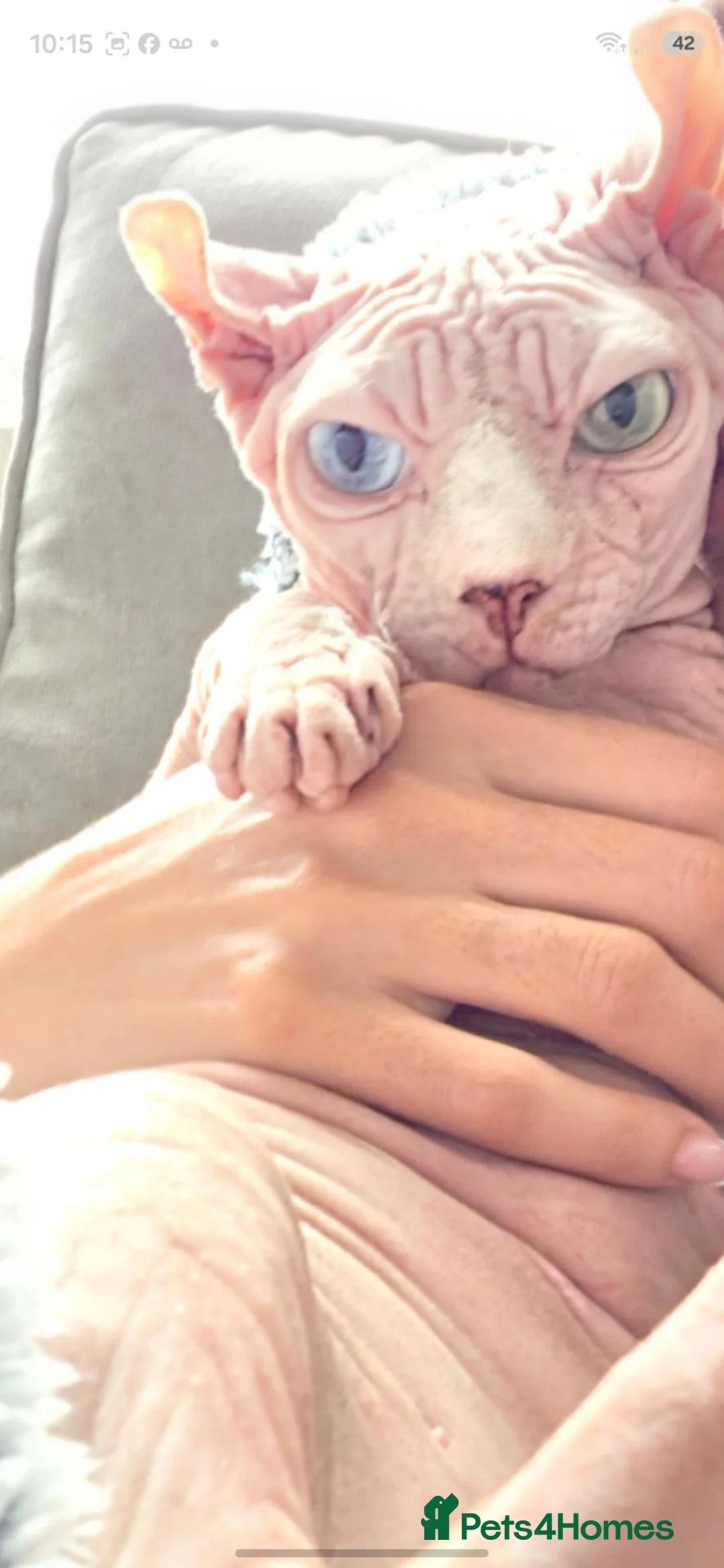 Sphynx cats for sale: * 3 SPHYNX LOOKING FOR A NEW HOME * - Advert 1