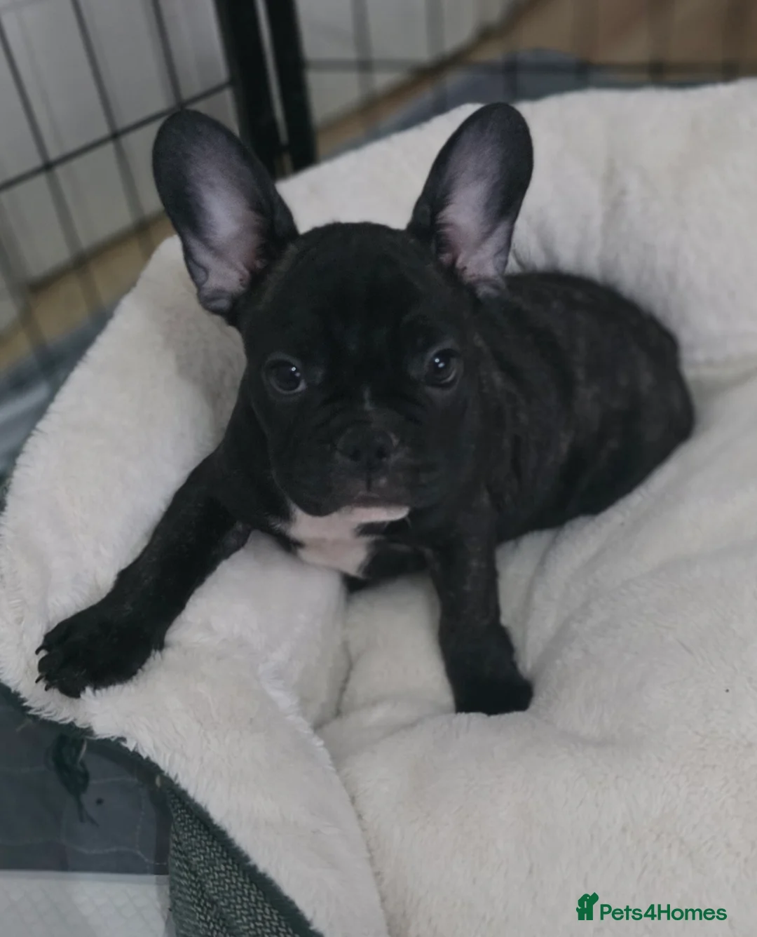 French Bulldog dogs for sale: Beautiful French bulldog  - Advert 15