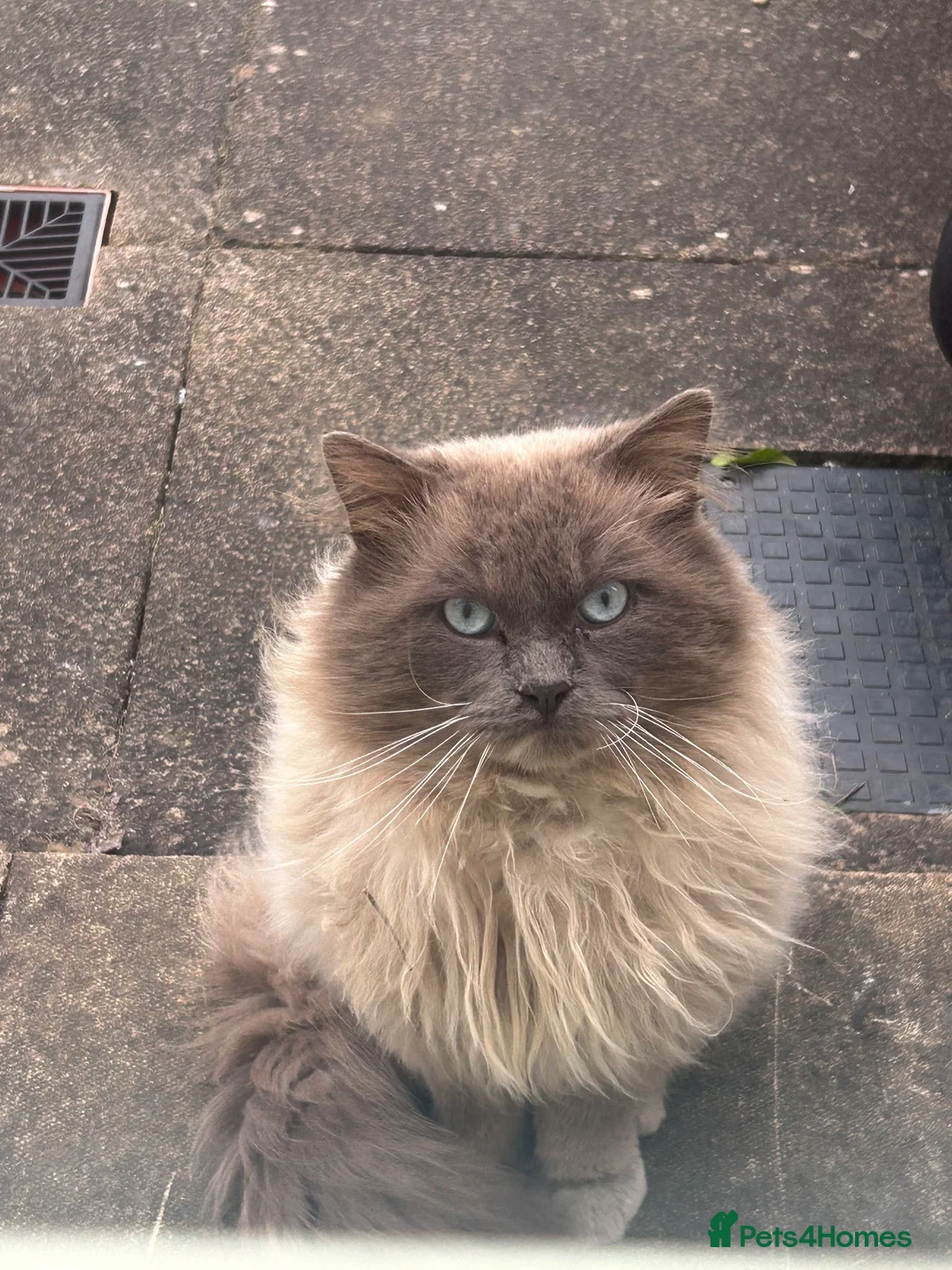 British Shorthair cats for sale: 2 Kittens, tuxedo and black cat (description) in Cirencester - Advert 2