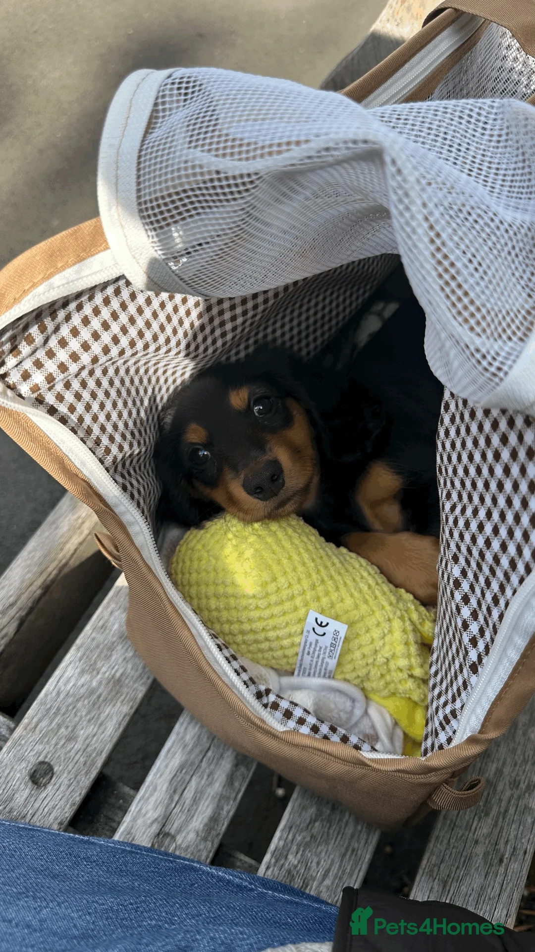 Dachshund dogs for sale: Beautiful Long-Haired Dachshund puppy for rehoming in London - Advert 2