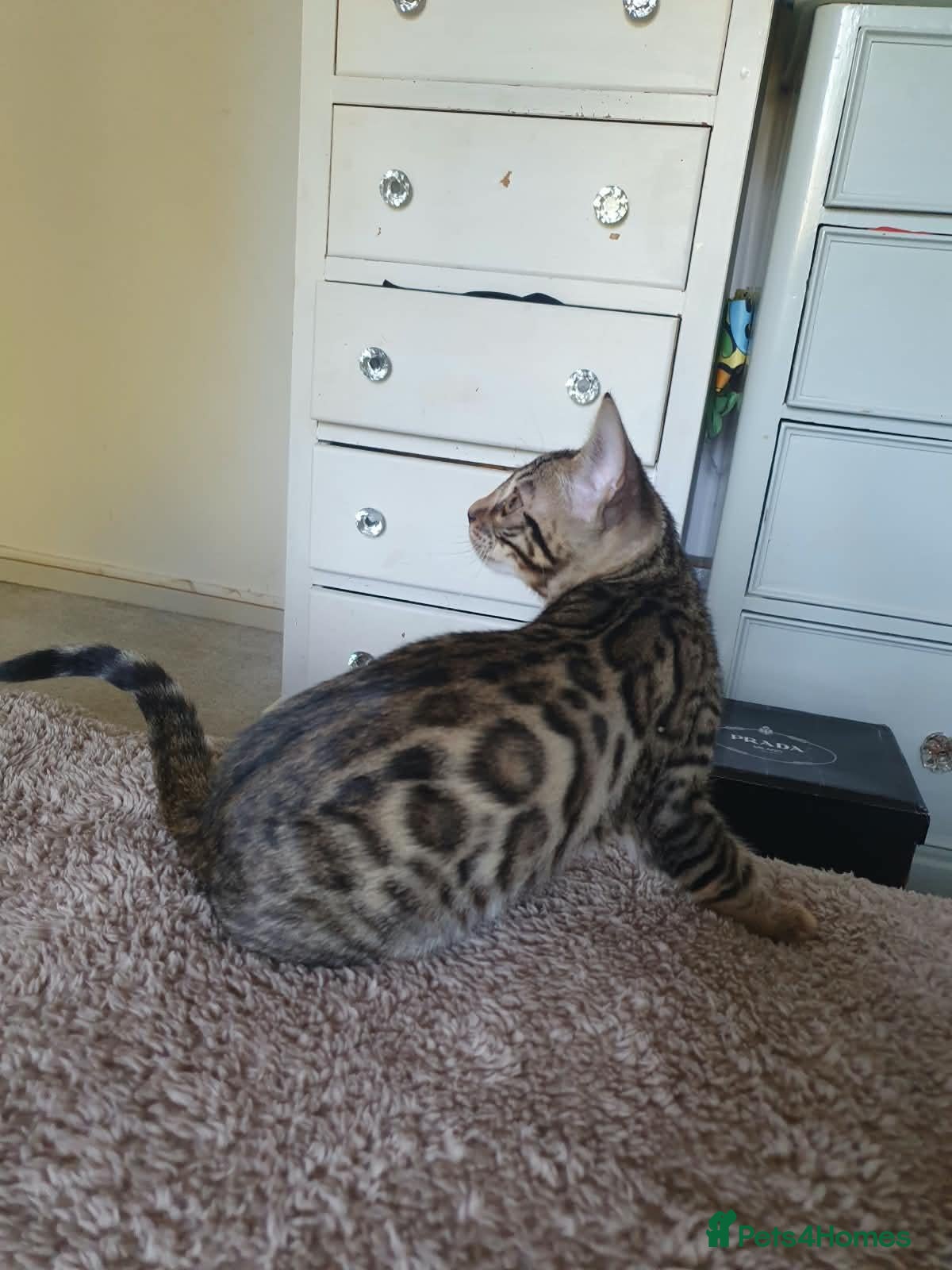 Bengal cats Bengal kittens - Advert 1