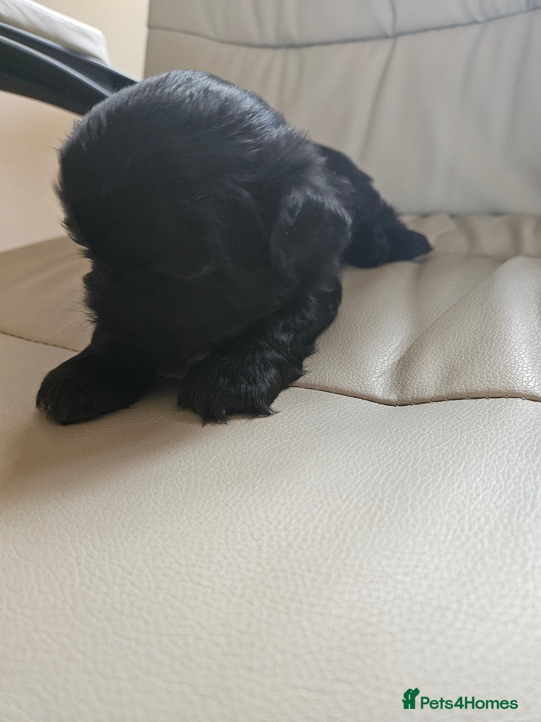 Shih Tzu dogs for sale: Stunning Shih tzu - Image 5